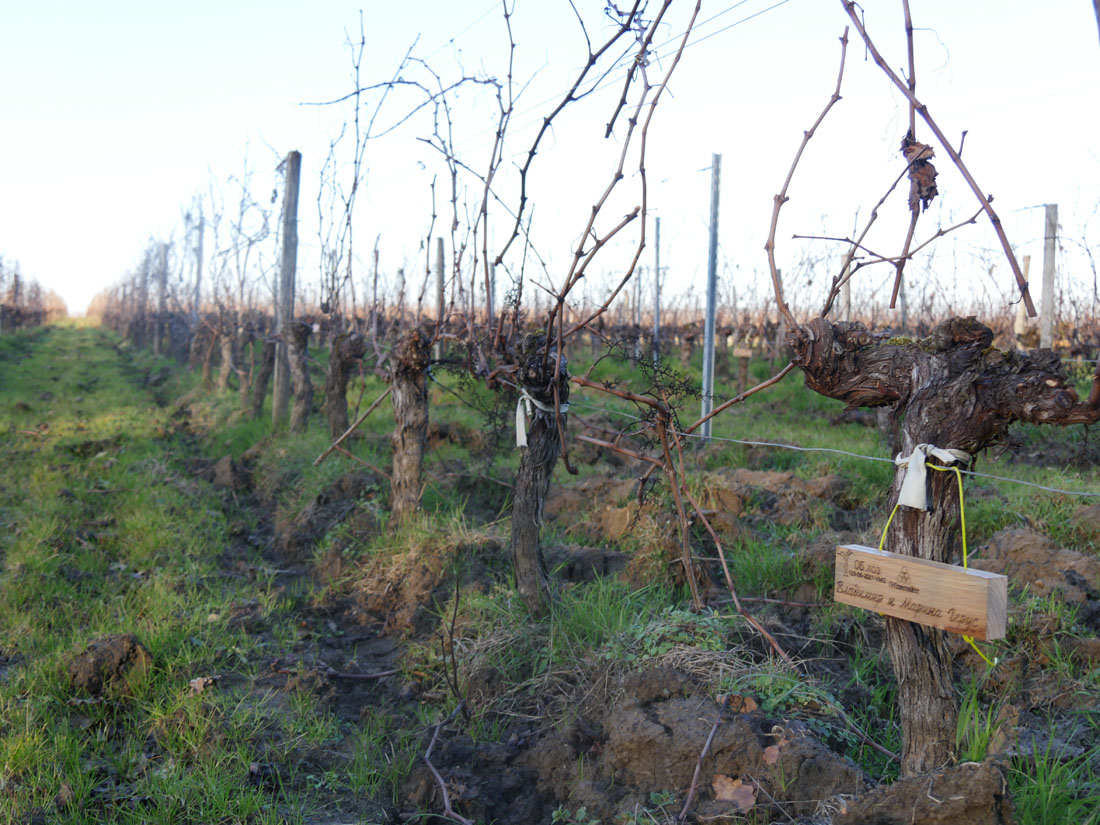 Виноградник на урожай
